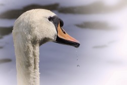Swan in Amsterdam