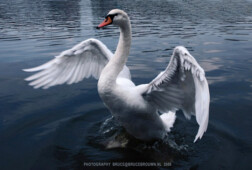 SWAN